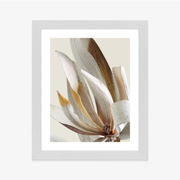 Poster Trockene Protea-Blätter Rahmen Holz Mit Passepartout Farbe Natürlich