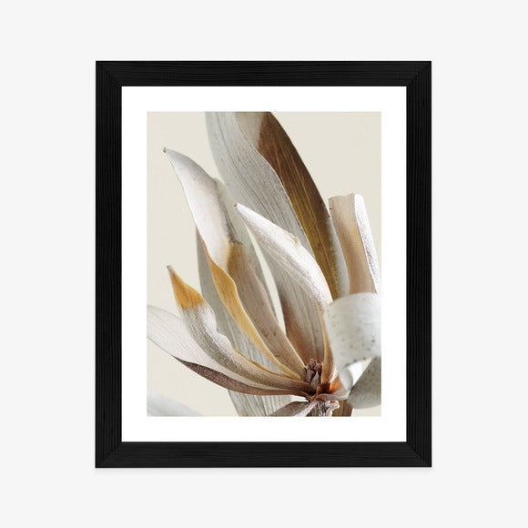 Poster Trockene Protea-Blätter Rahmen Holz Mit Passepartout Farbe Natürlich