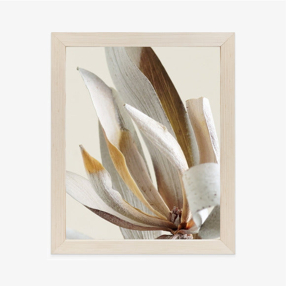Poster Trockene Protea-Blätter Rahmen Holz Mit Passepartout Farbe Natürlich