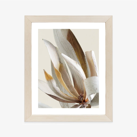 Poster Trockene Protea-Blätter Rahmen Holz Mit Passepartout Farbe Natürlich