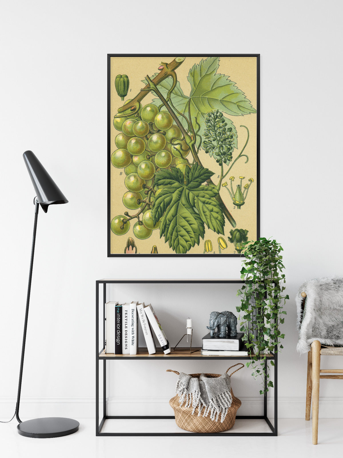 Poster Vintage Botanische Illustration Von Trauben Mit Blättern