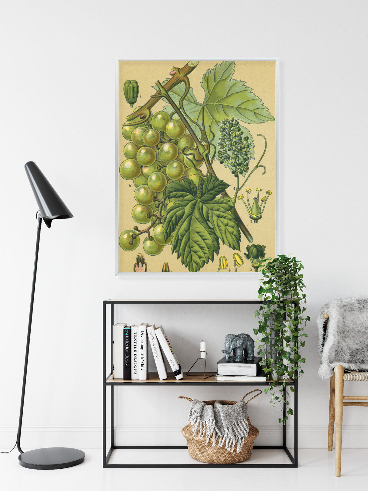 Poster Vintage Botanische Illustration Von Trauben Mit Blättern