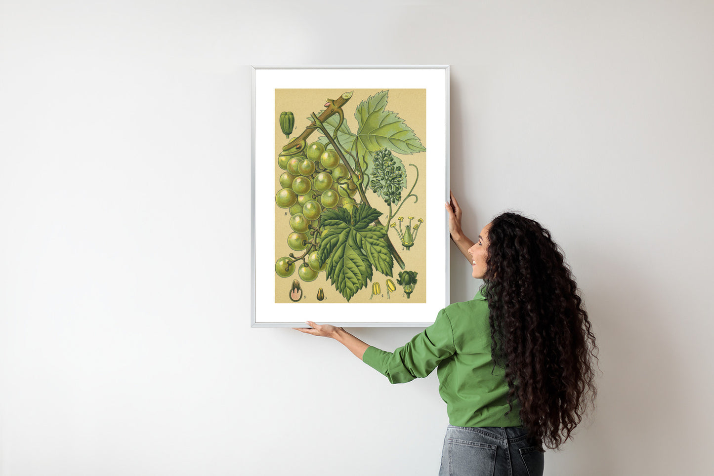 Poster Vintage Botanische Illustration Von Trauben Mit Blättern