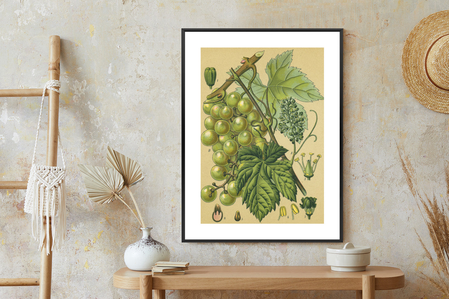 Poster Vintage Botanische Illustration Von Trauben Mit Blättern