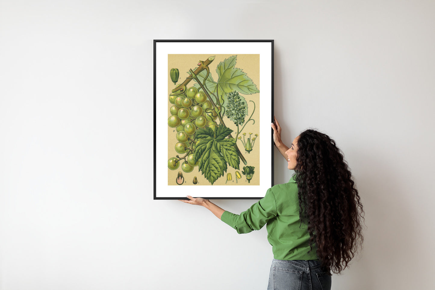 Poster Vintage Botanische Illustration Von Trauben Mit Blättern
