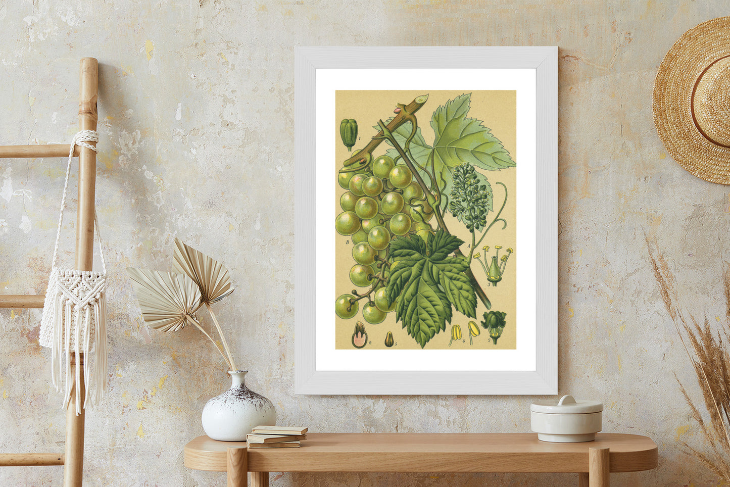 Poster Vintage Botanische Illustration Von Trauben Mit Blättern