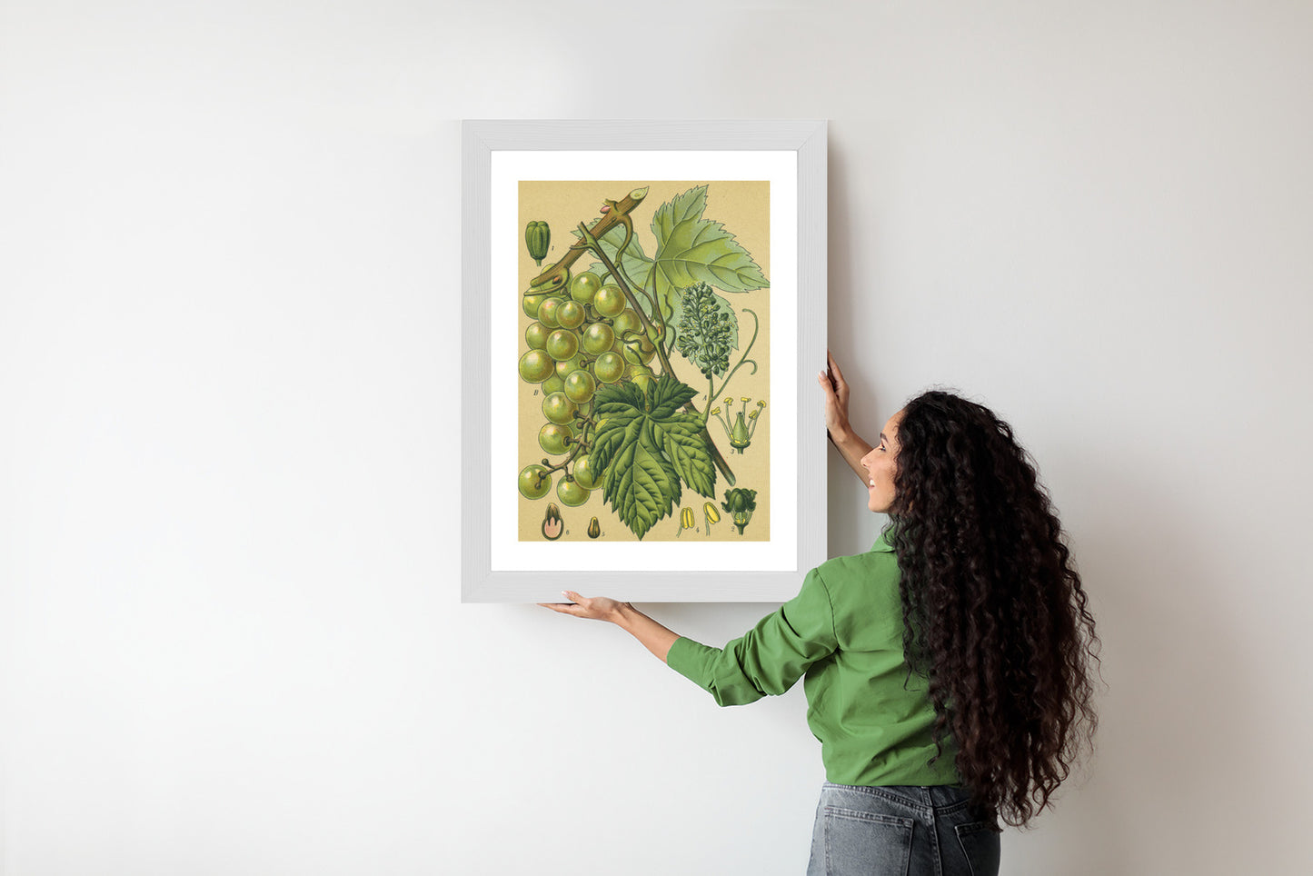 Poster Vintage Botanische Illustration Von Trauben Mit Blättern