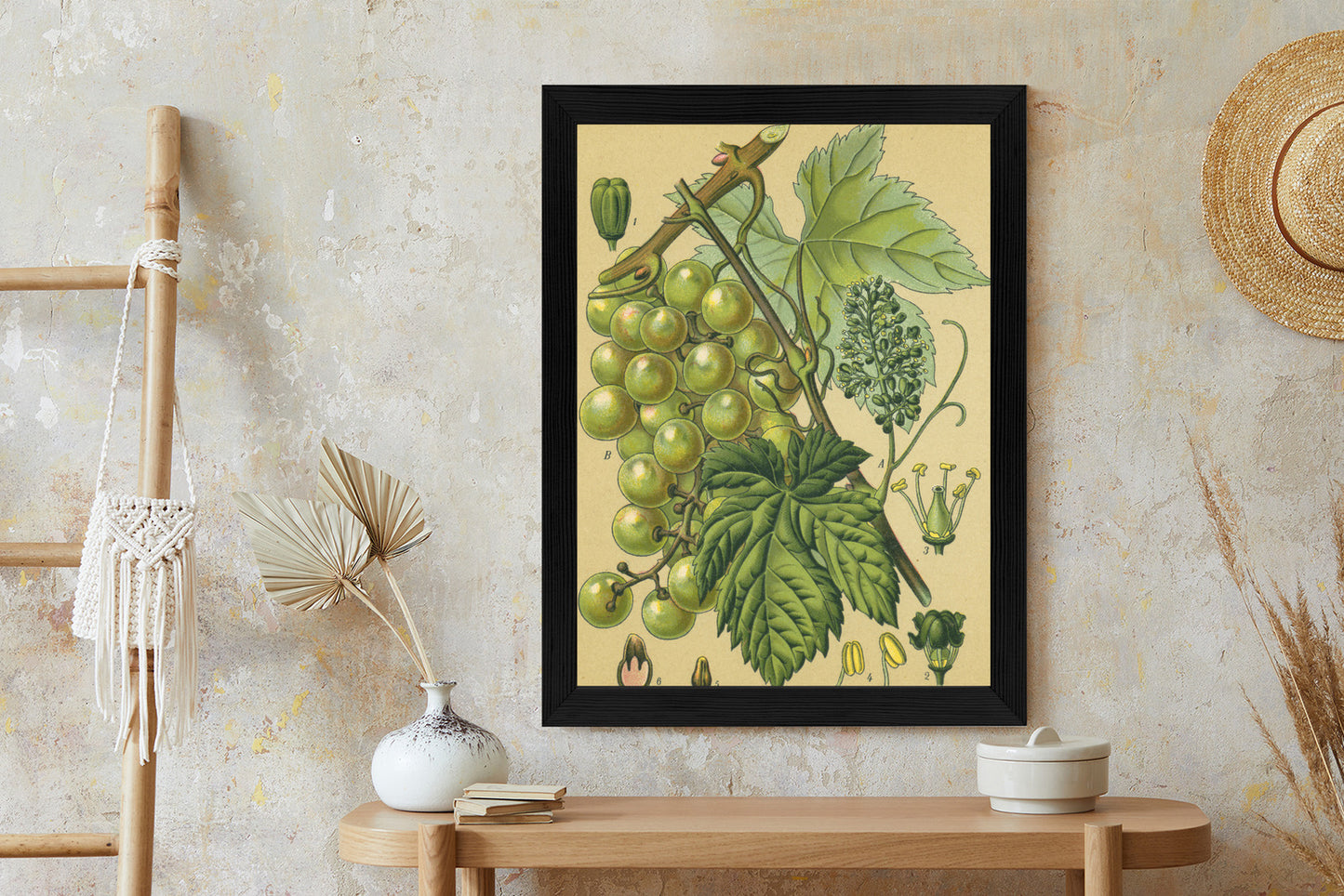 Poster Vintage Botanische Illustration Von Trauben Mit Blättern