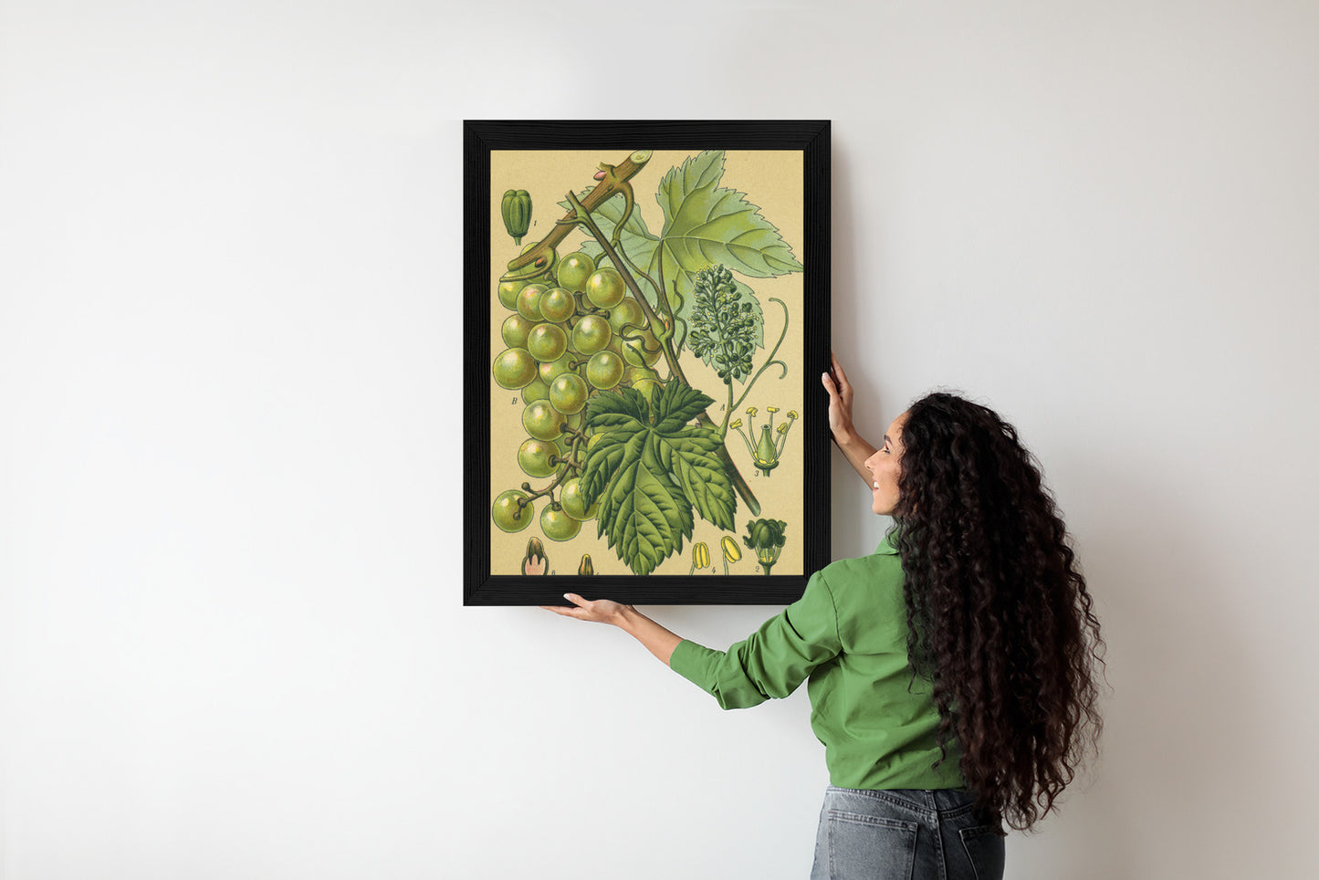 Poster Vintage Botanische Illustration Von Trauben Mit Blättern