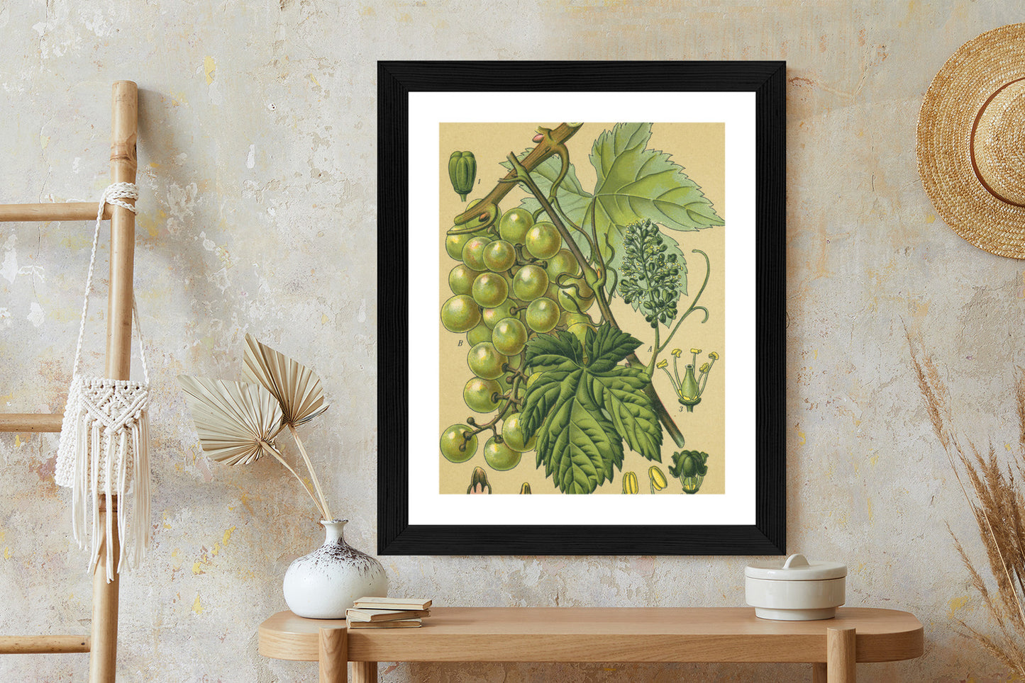 Poster Vintage Botanische Illustration Von Trauben Mit Blättern