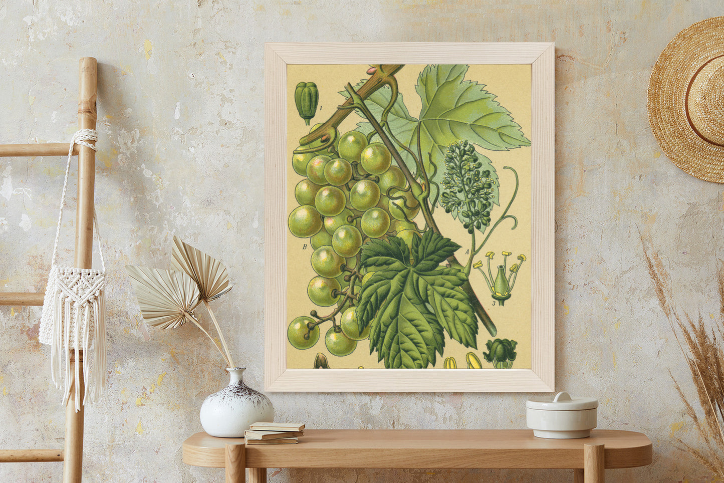 Poster Vintage Botanische Illustration Von Trauben Mit Blättern