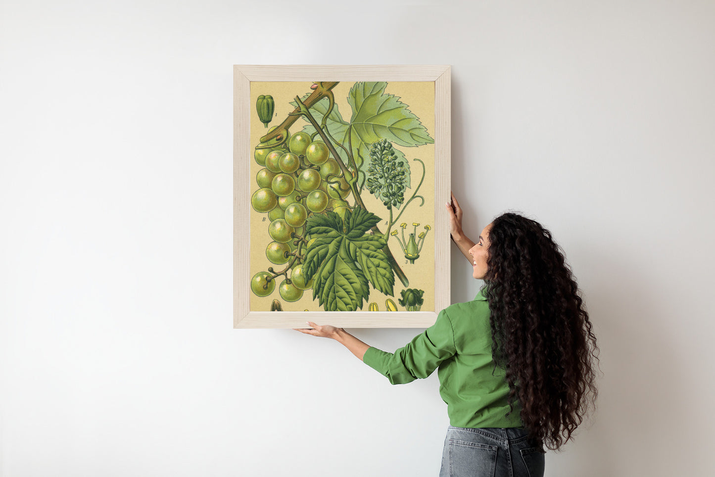 Poster Vintage Botanische Illustration Von Trauben Mit Blättern