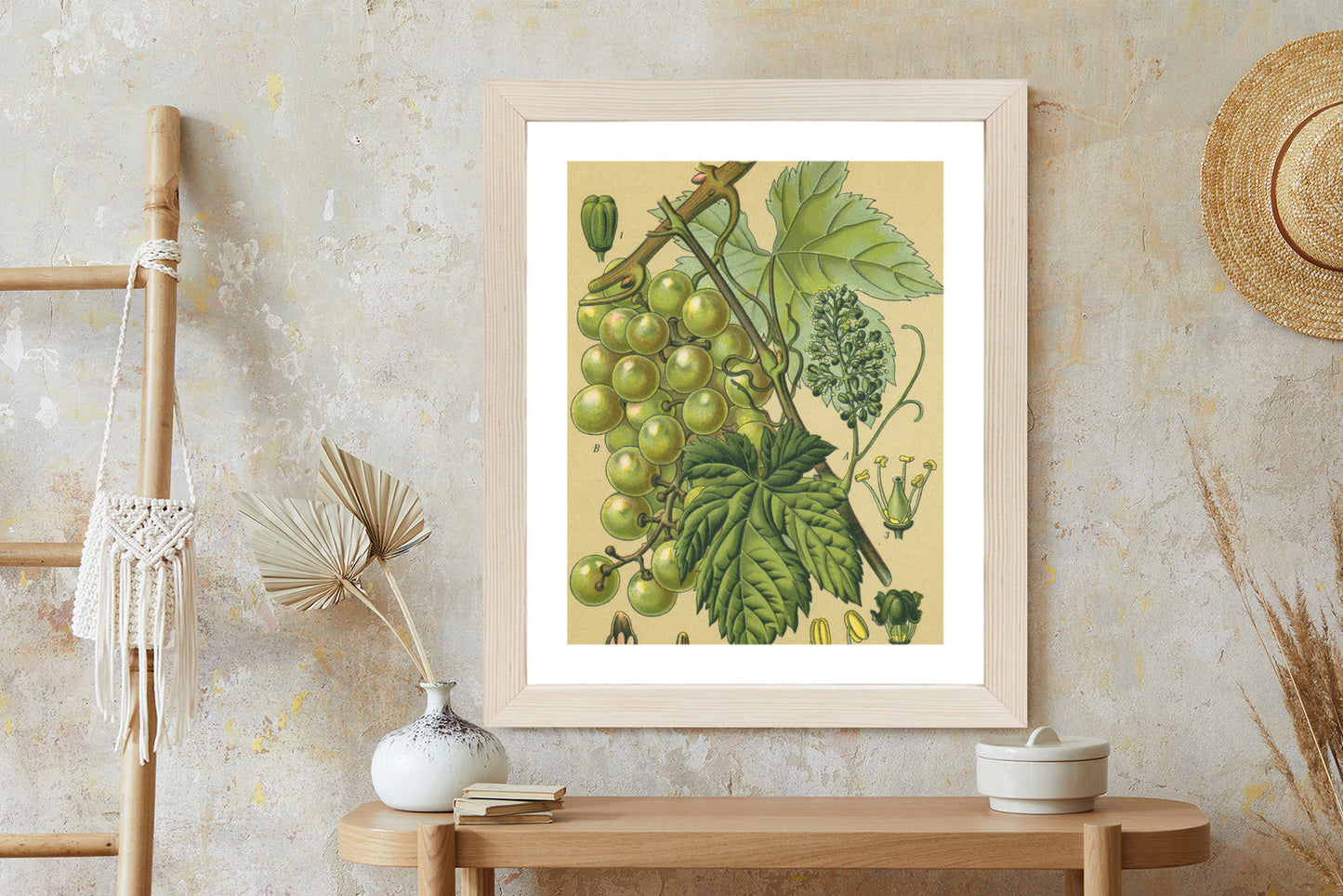 Poster Vintage Botanische Illustration Von Trauben Mit Blättern