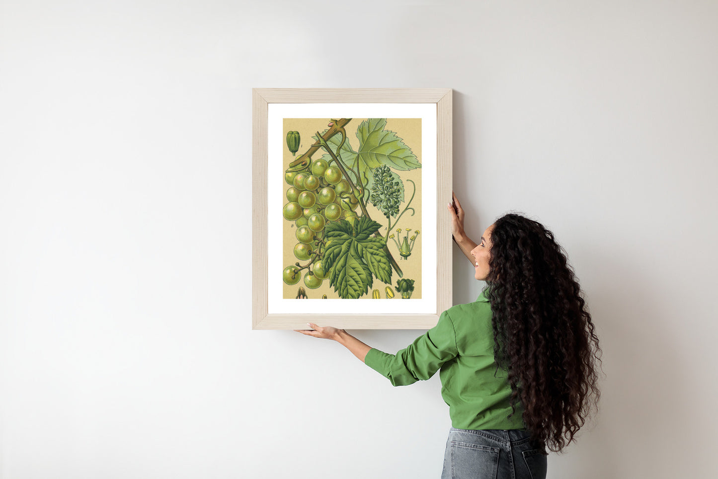 Poster Vintage Botanische Illustration Von Trauben Mit Blättern