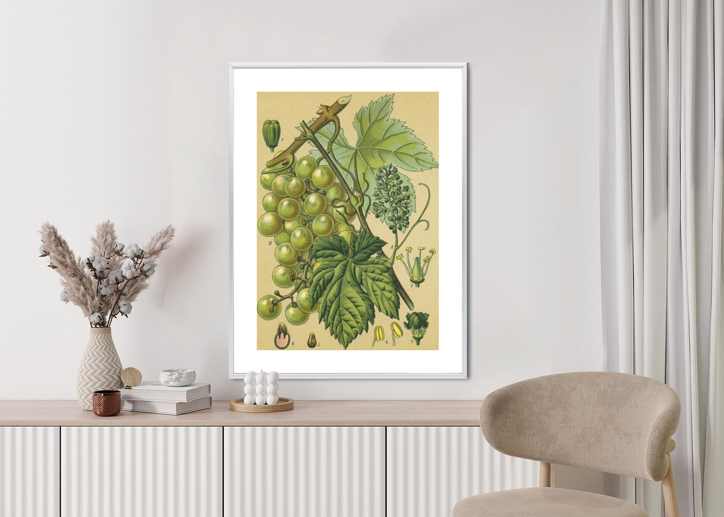 Poster Vintage Botanische Illustration Von Trauben Mit Blättern