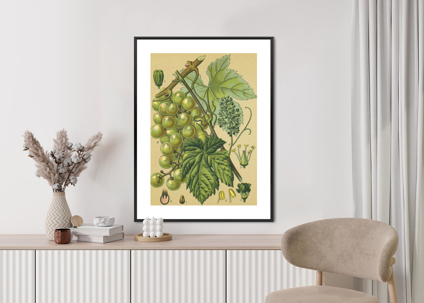 Poster Vintage Botanische Illustration Von Trauben Mit Blättern