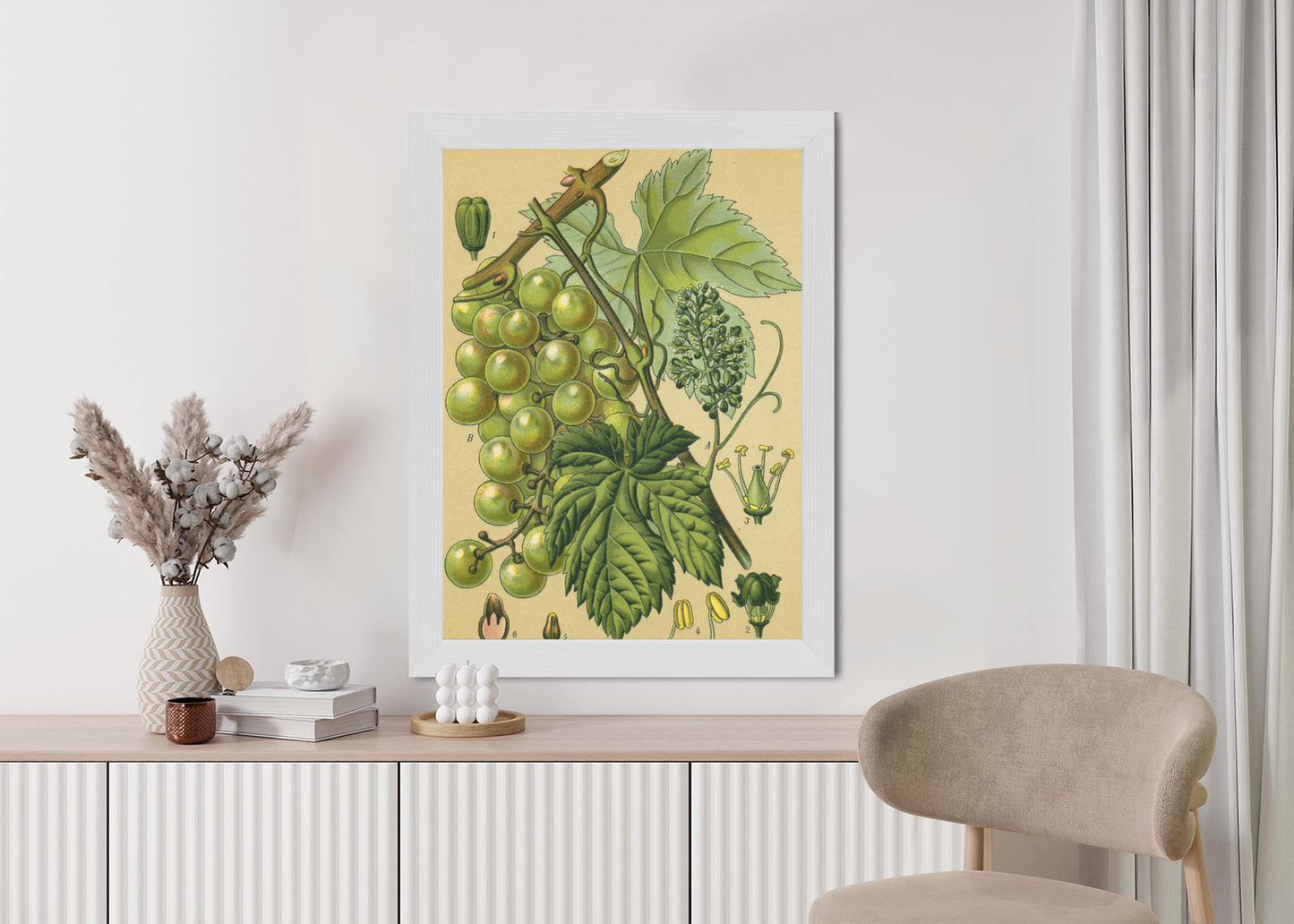 Poster Vintage Botanische Illustration Von Trauben Mit Blättern