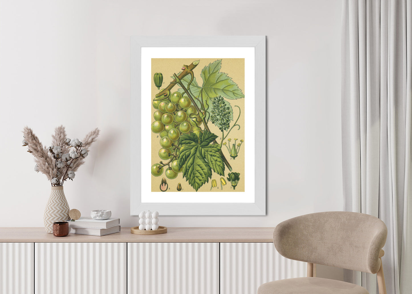 Poster Vintage Botanische Illustration Von Trauben Mit Blättern