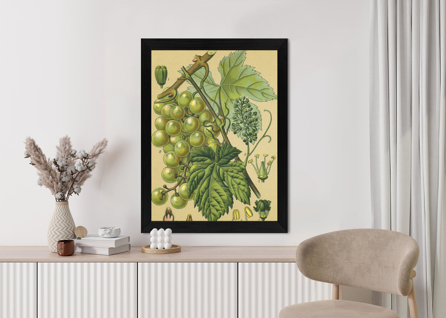 Poster Vintage Botanische Illustration Von Trauben Mit Blättern