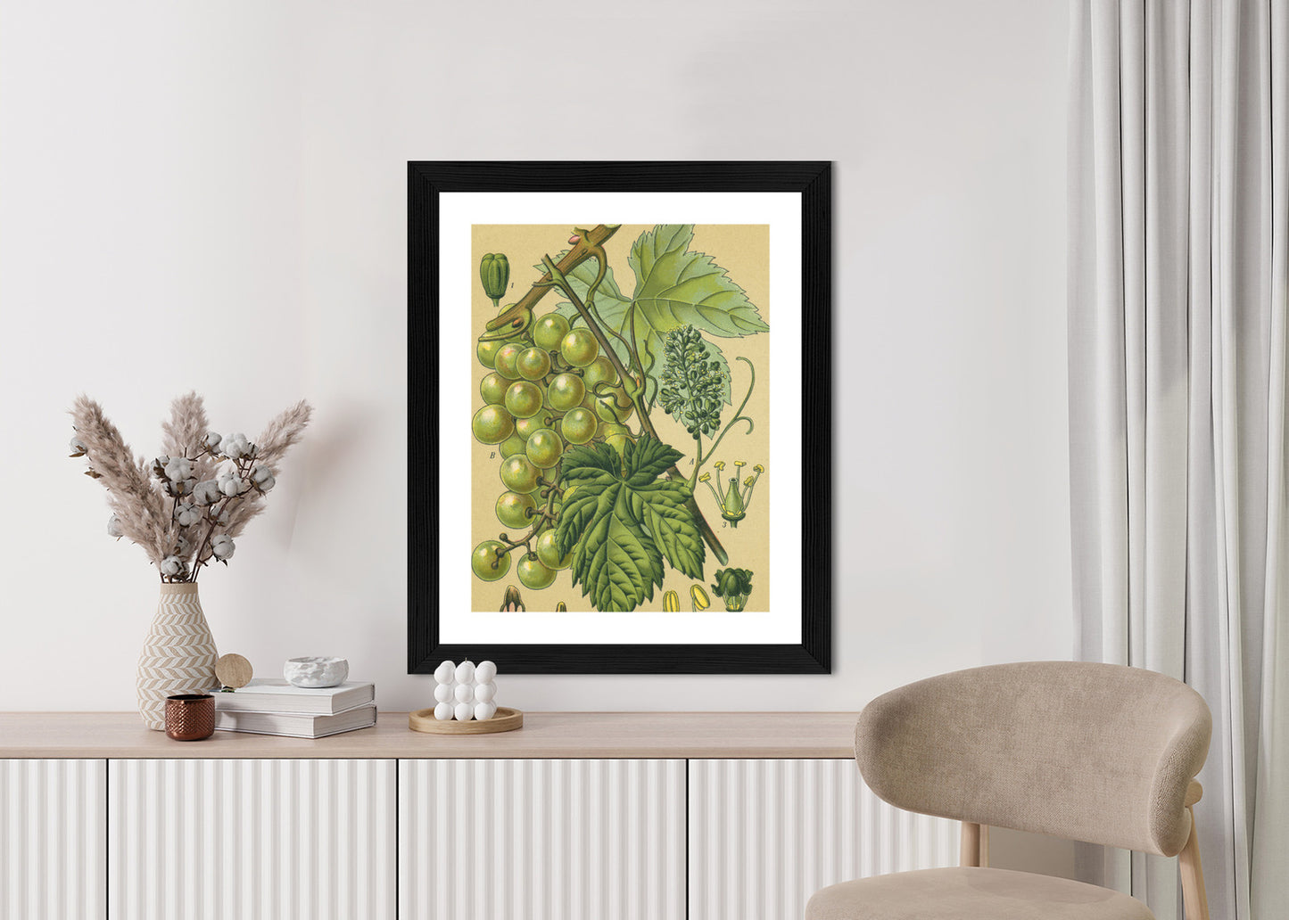 Poster Vintage Botanische Illustration Von Trauben Mit Blättern