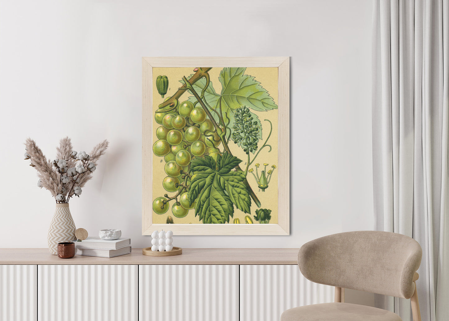 Poster Vintage Botanische Illustration Von Trauben Mit Blättern