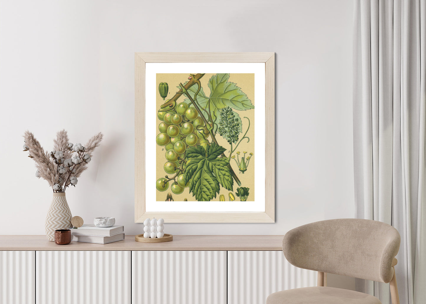 Poster Vintage Botanische Illustration Von Trauben Mit Blättern