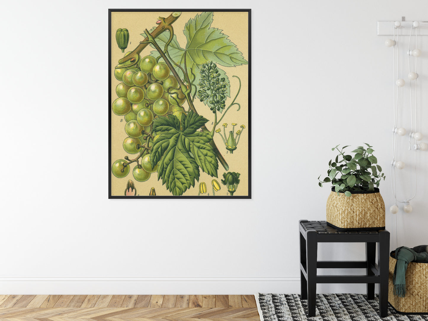 Poster Vintage Botanische Illustration Von Trauben Mit Blättern