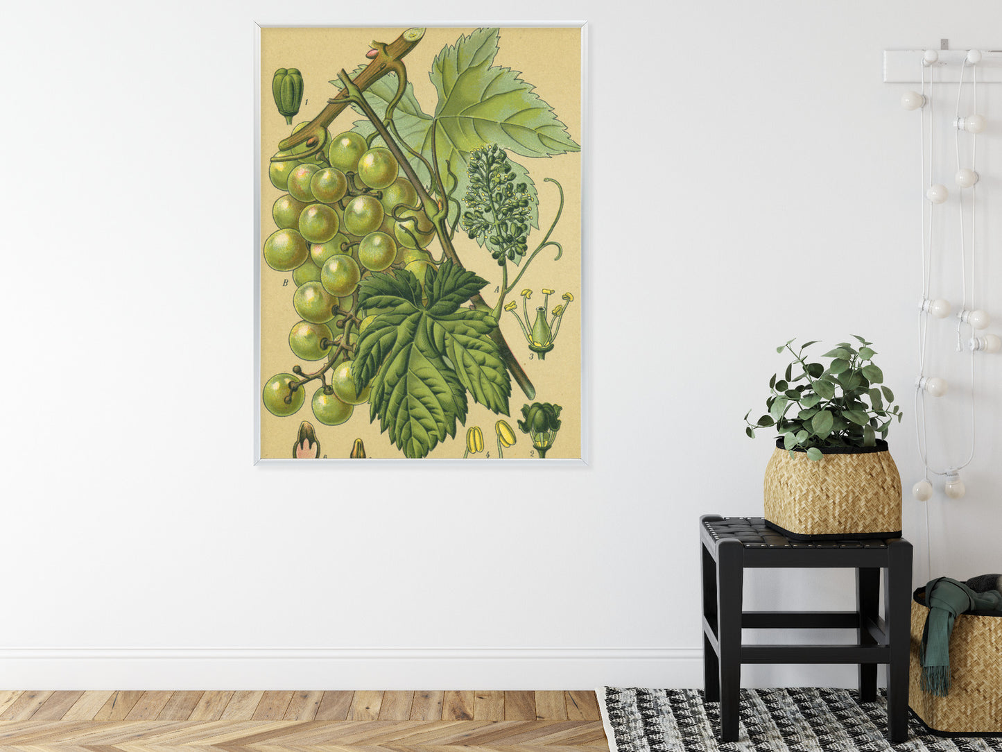 Poster Vintage Botanische Illustration Von Trauben Mit Blättern