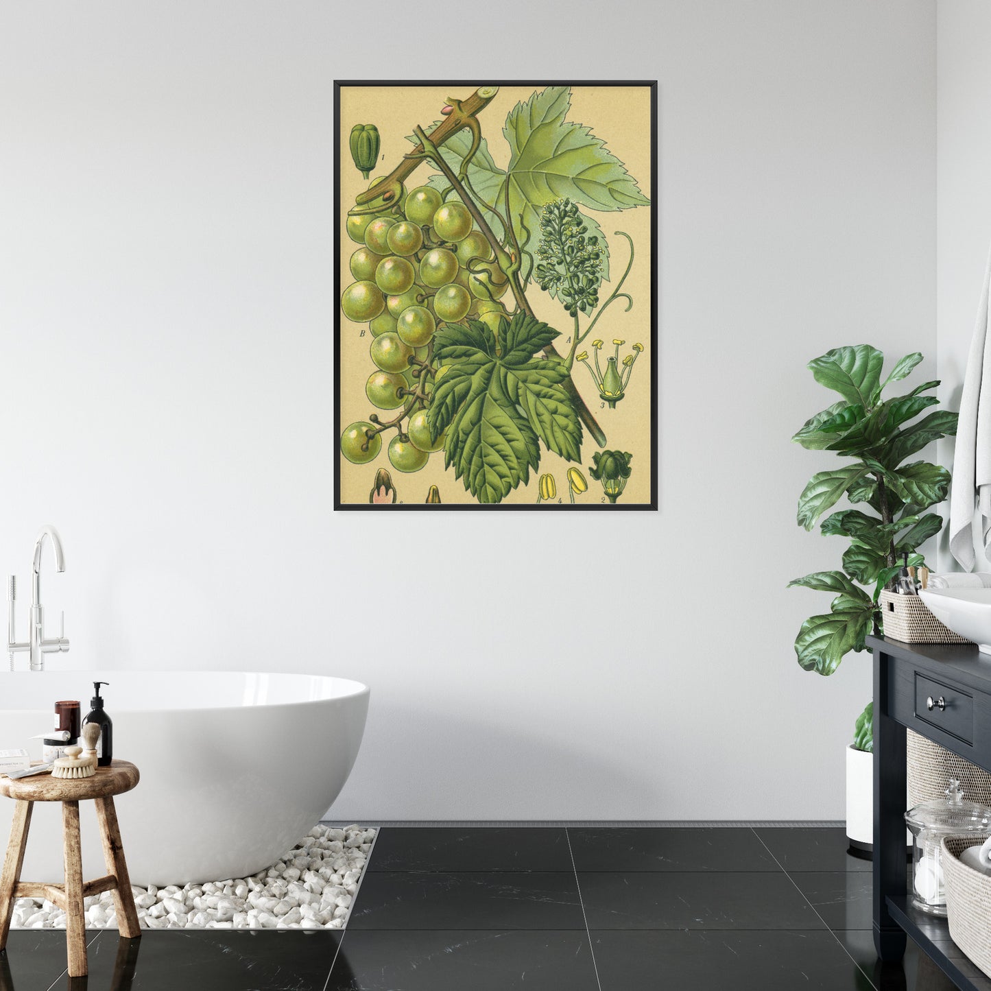 Poster Vintage Botanische Illustration Von Trauben Mit Blättern