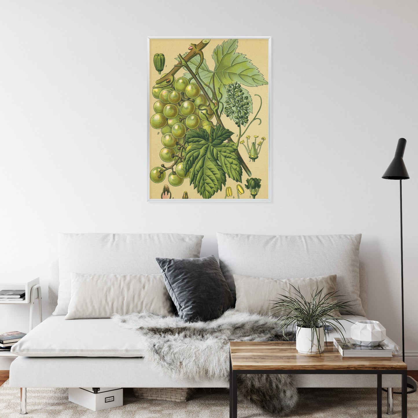 Poster Vintage Botanische Illustration Von Trauben Mit Blättern