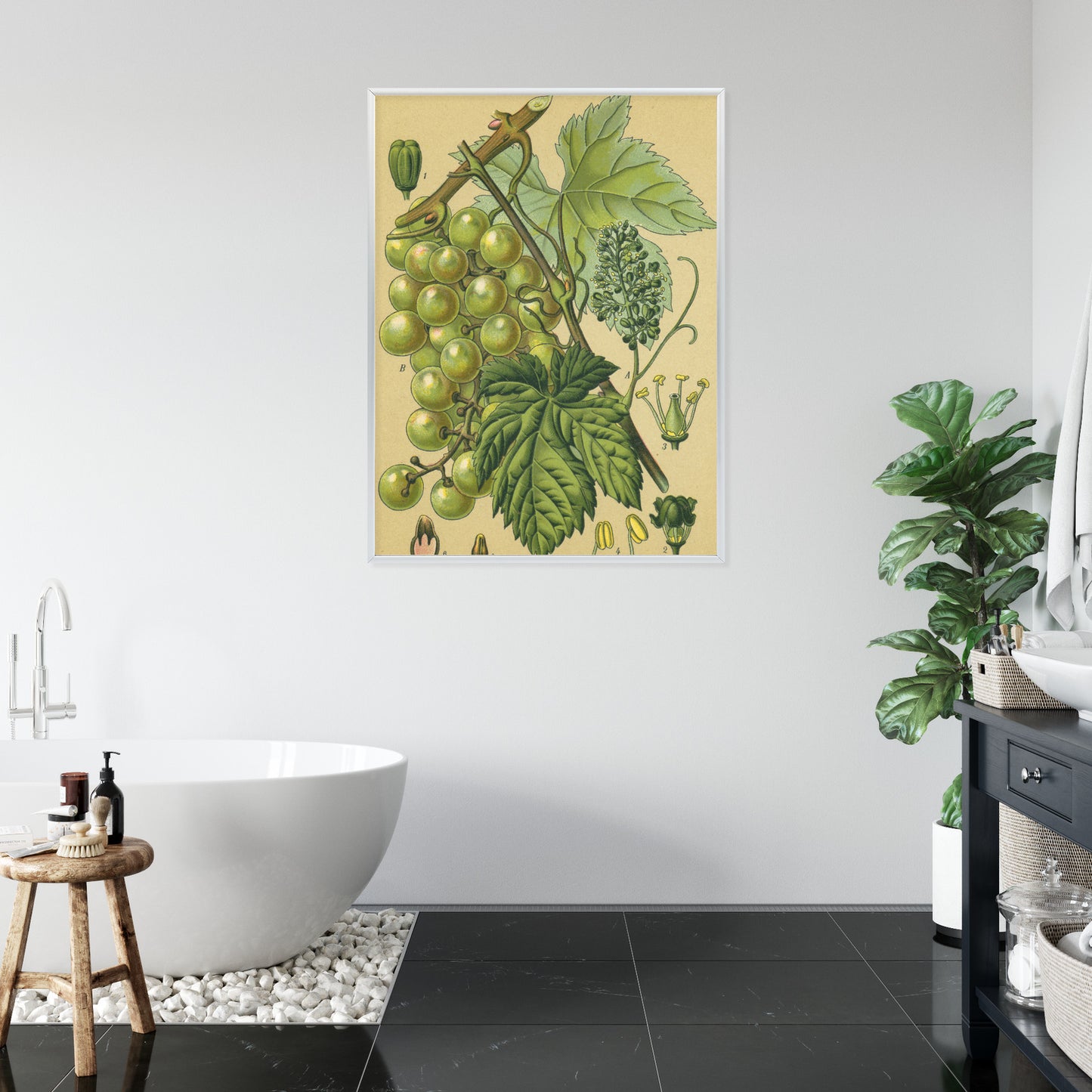 Poster Vintage Botanische Illustration Von Trauben Mit Blättern