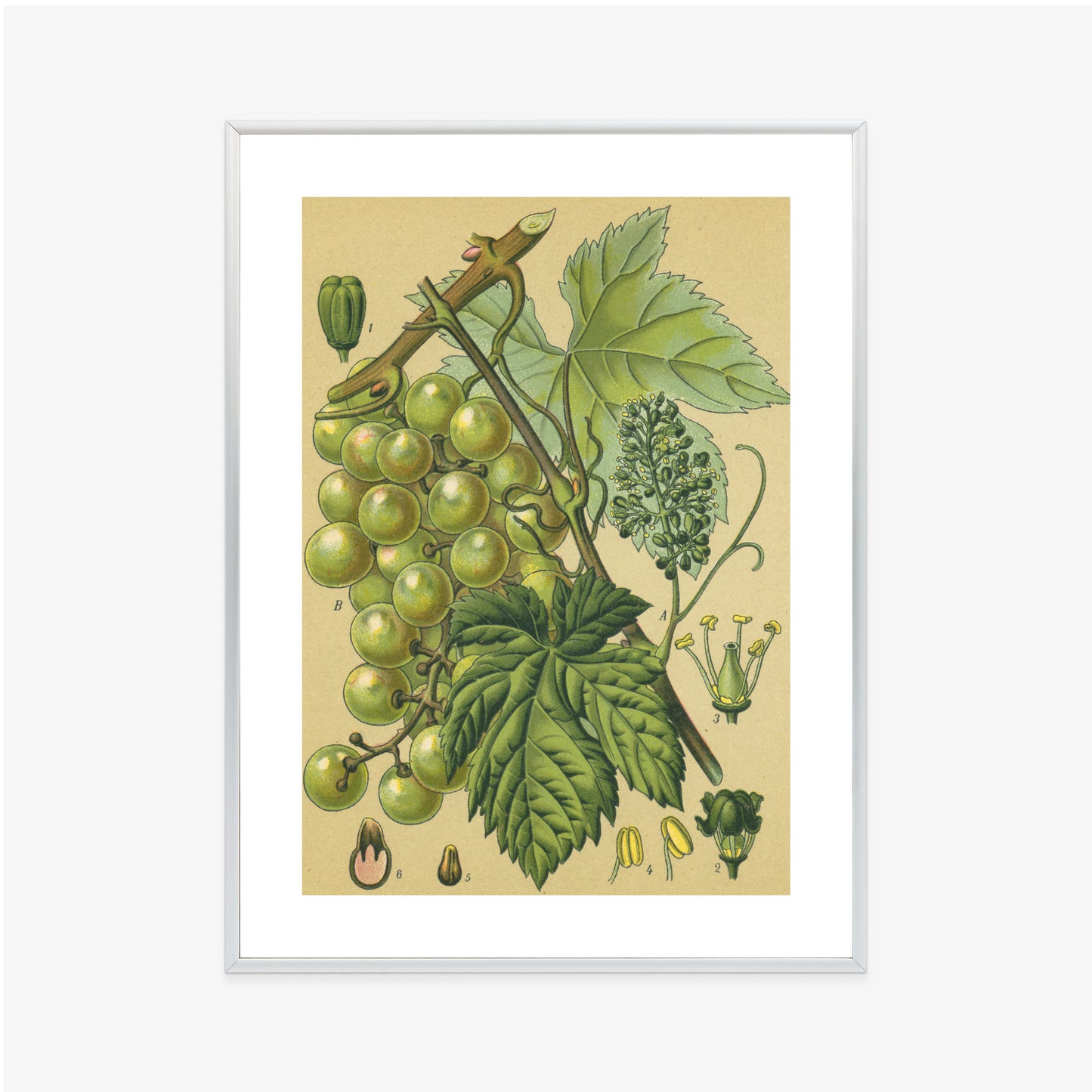 Poster Vintage Botanische Illustration Von Trauben Mit Blättern