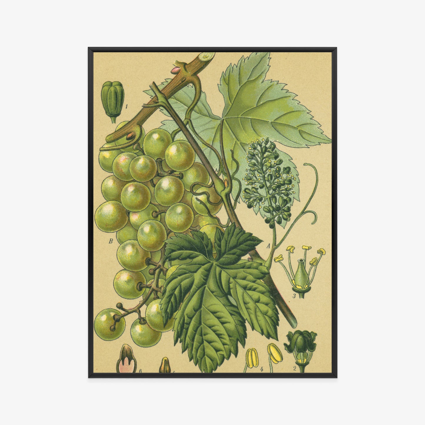 Poster Vintage Botanische Illustration Von Trauben Mit Blättern