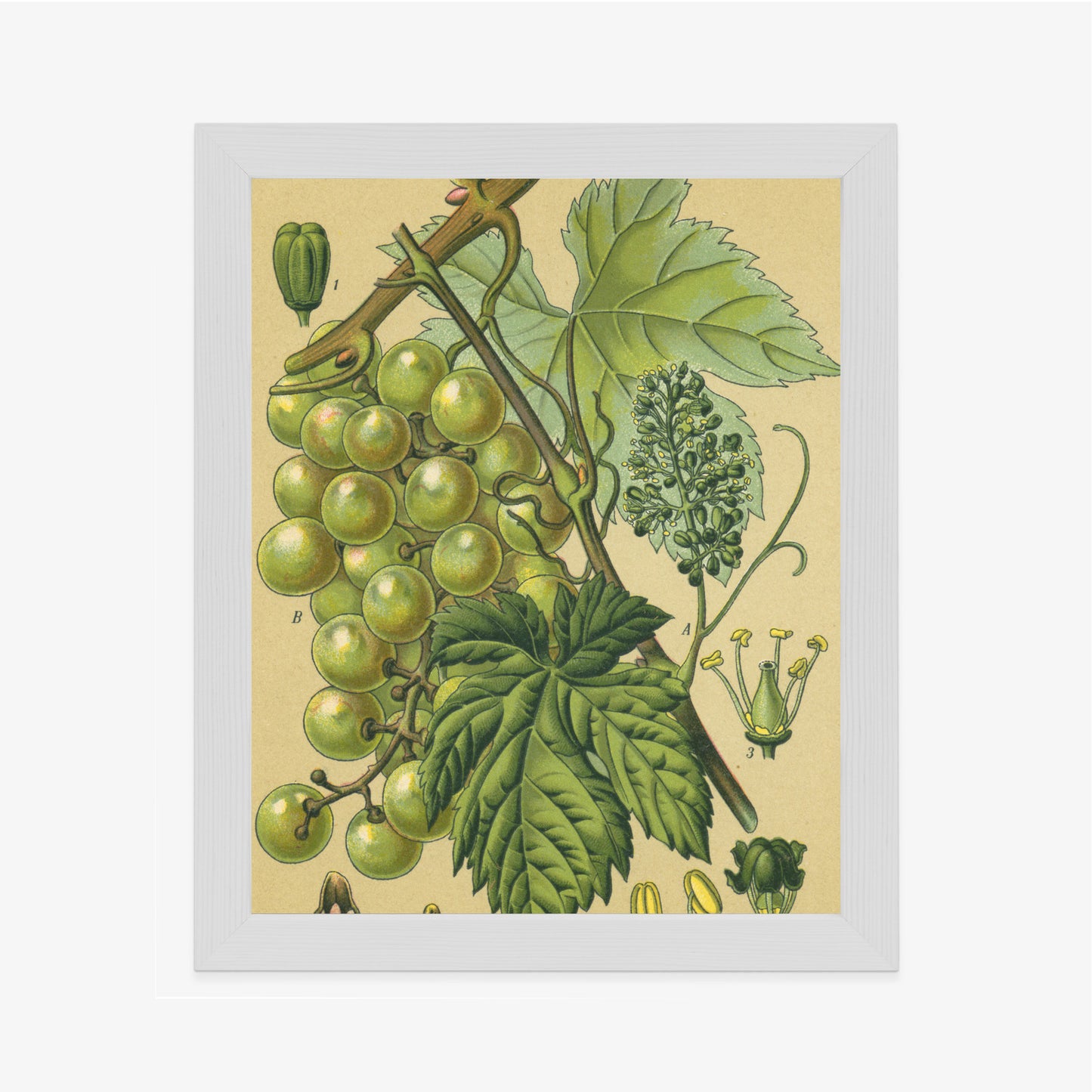 Poster Vintage Botanische Illustration Von Trauben Mit Blättern
