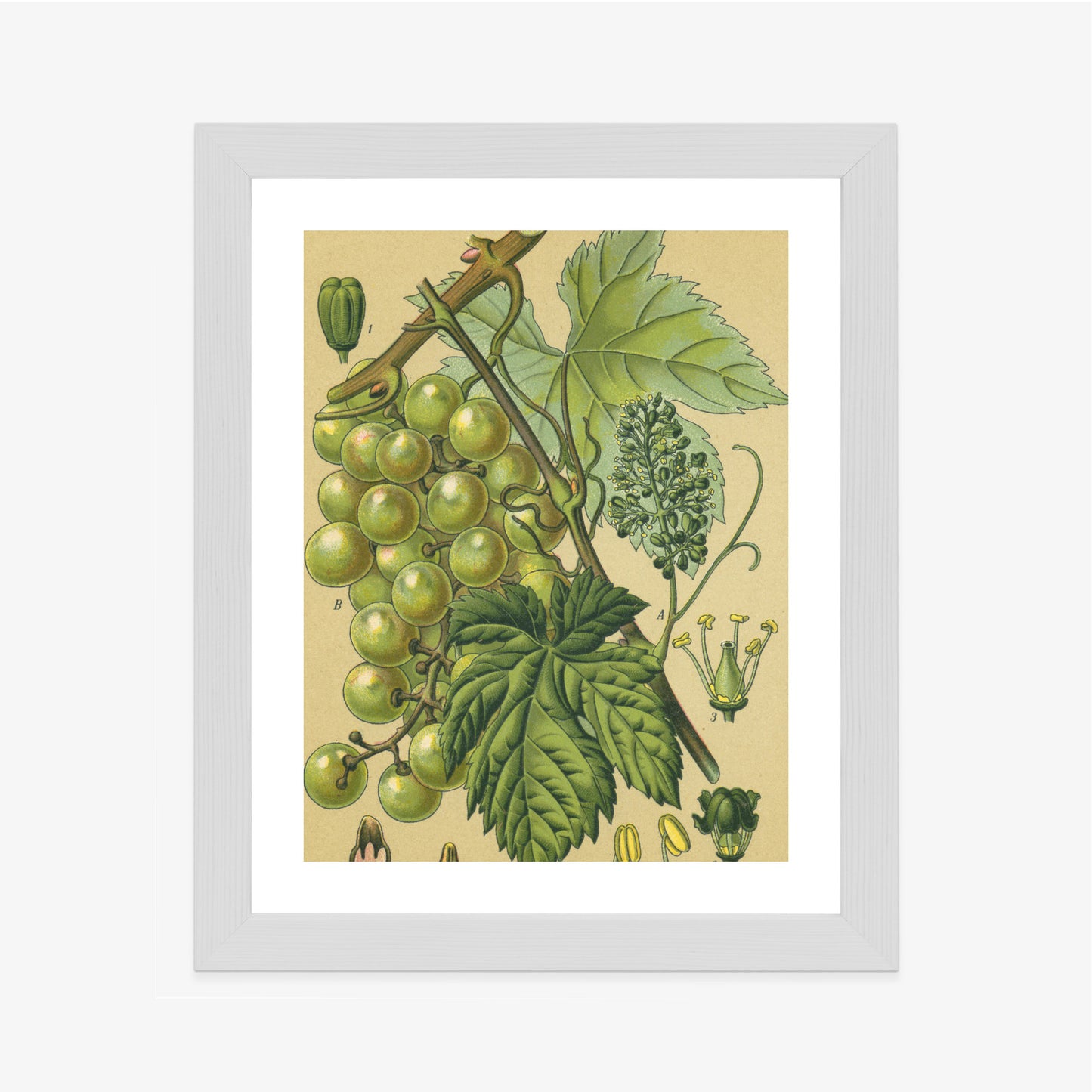 Poster Vintage Botanische Illustration Von Trauben Mit Blättern