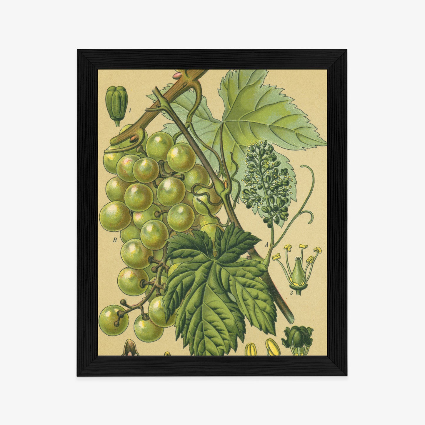 Poster Vintage Botanische Illustration Von Trauben Mit Blättern