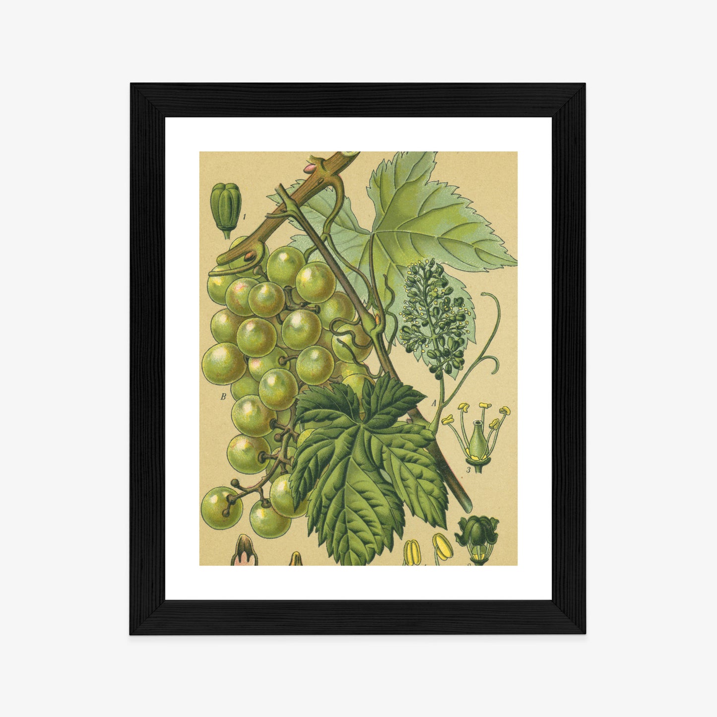 Poster Vintage Botanische Illustration Von Trauben Mit Blättern
