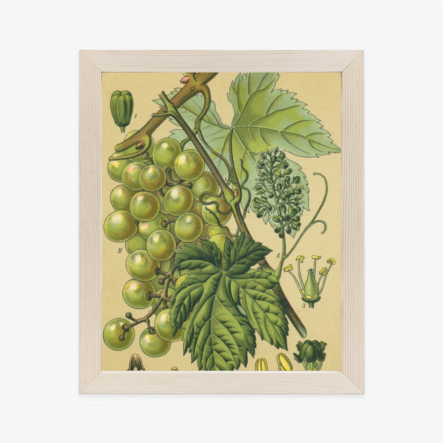 Poster Vintage Botanische Illustration Von Trauben Mit Blättern