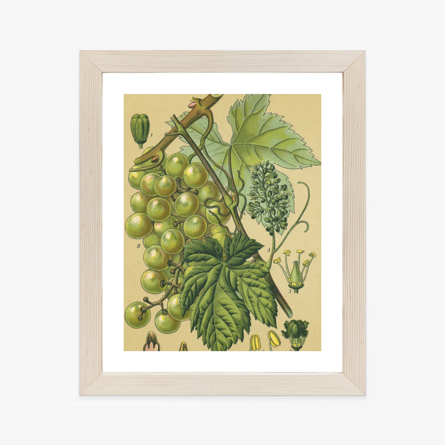 Poster Vintage Botanische Illustration Von Trauben Mit Blättern