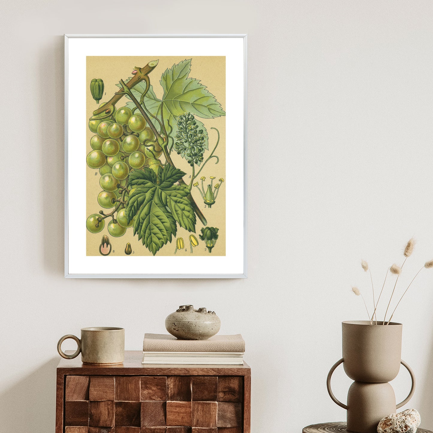 Poster Vintage Botanische Illustration Von Trauben Mit Blättern