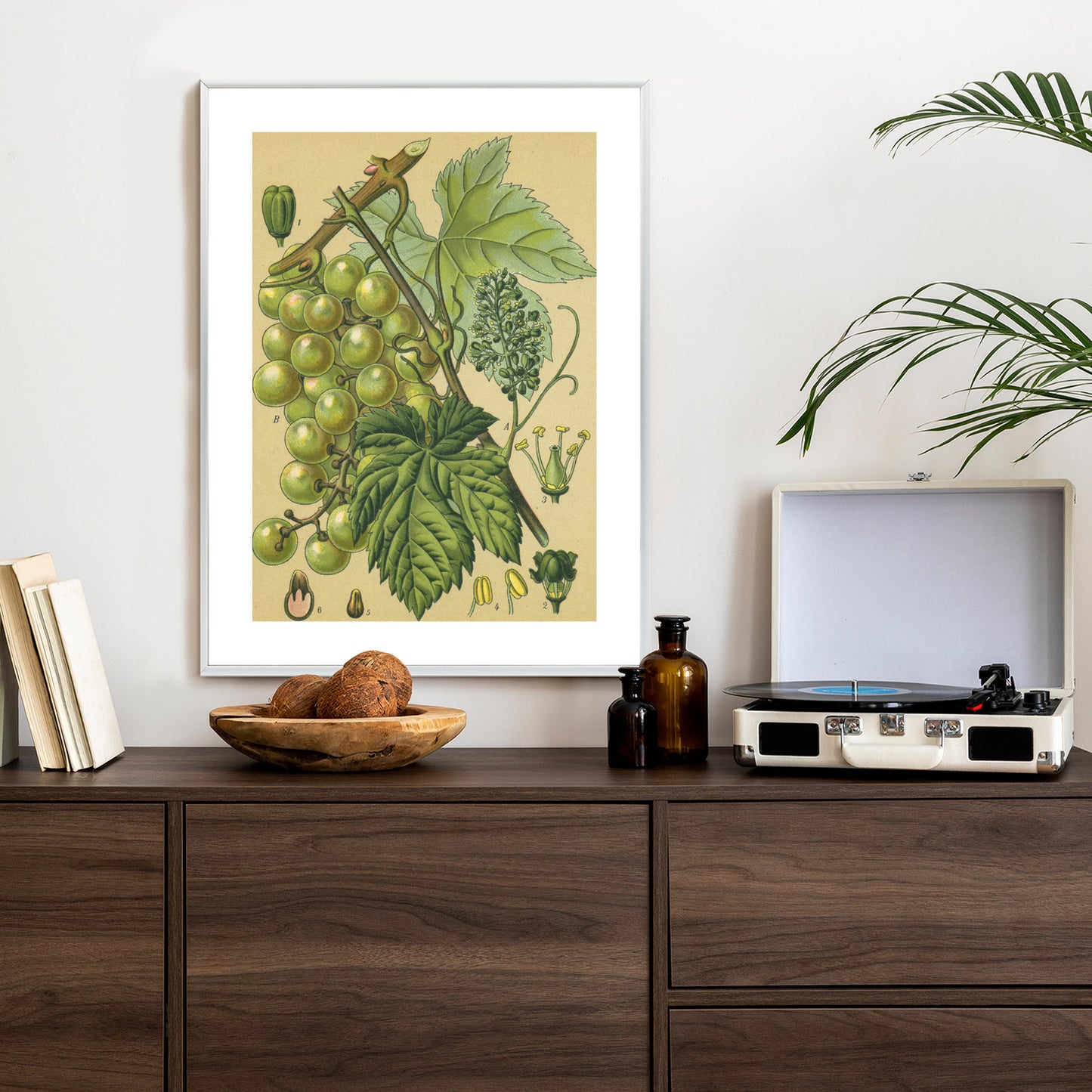 Poster Vintage Botanische Illustration Von Trauben Mit Blättern