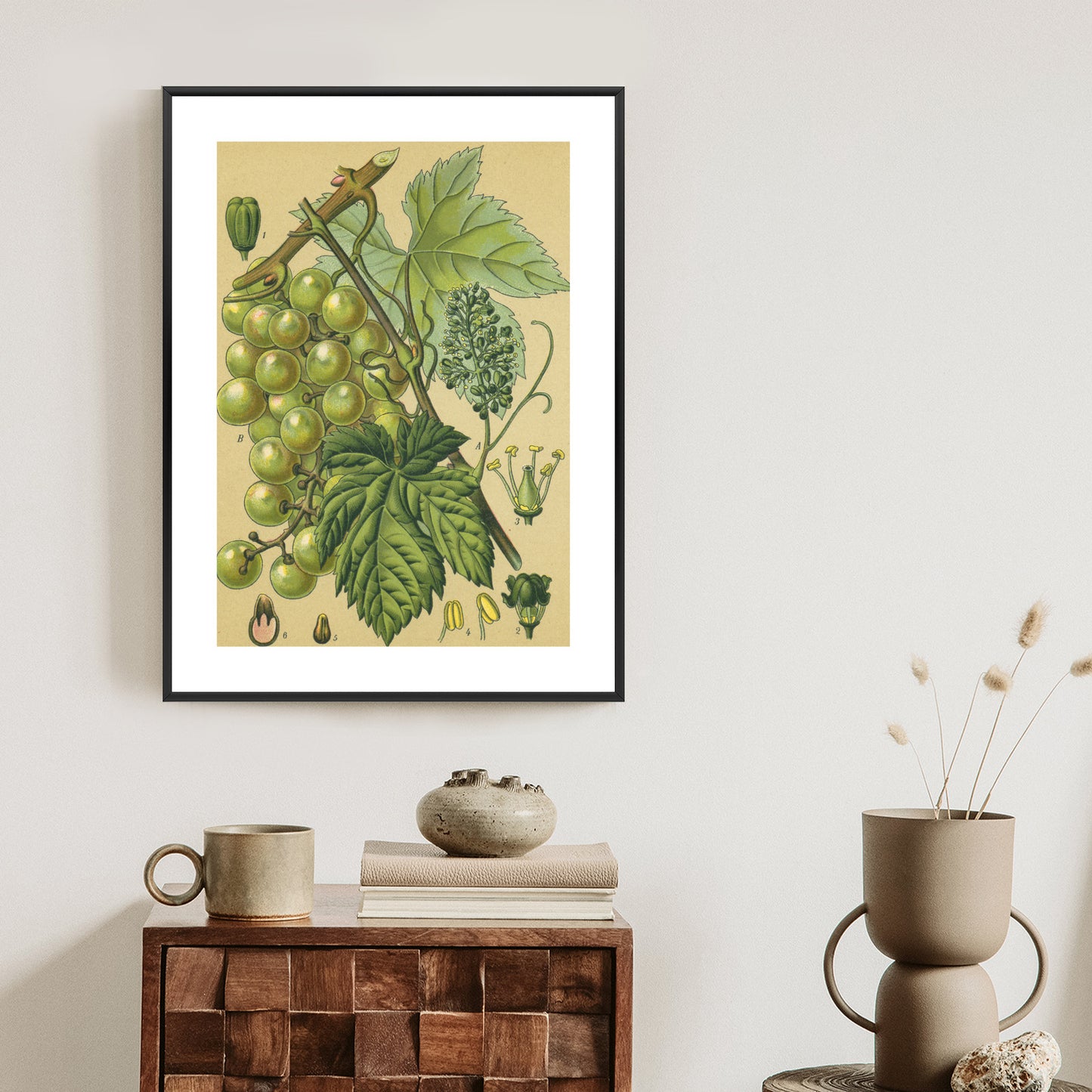 Poster Vintage Botanische Illustration Von Trauben Mit Blättern