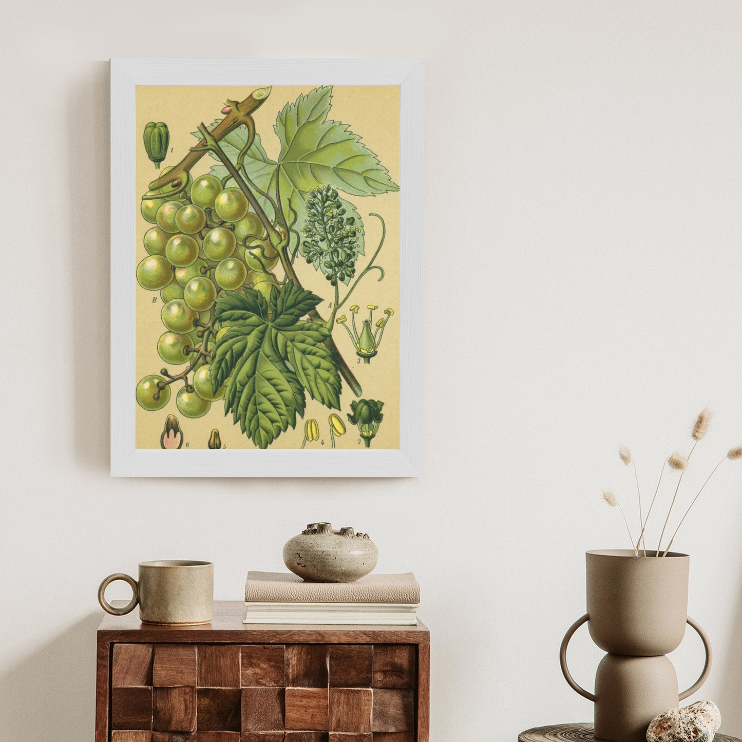 Poster Vintage Botanische Illustration Von Trauben Mit Blättern