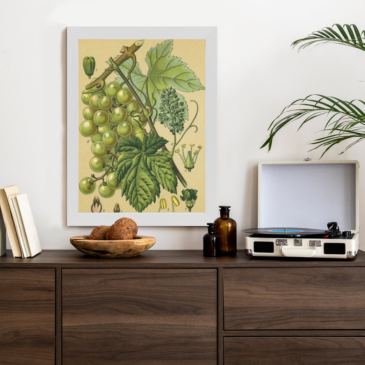 Poster Vintage Botanische Illustration Von Trauben Mit Blättern