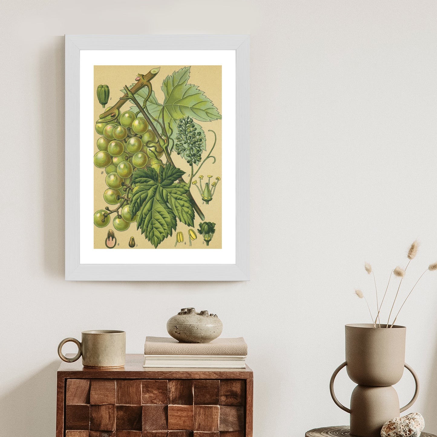 Poster Vintage Botanische Illustration Von Trauben Mit Blättern