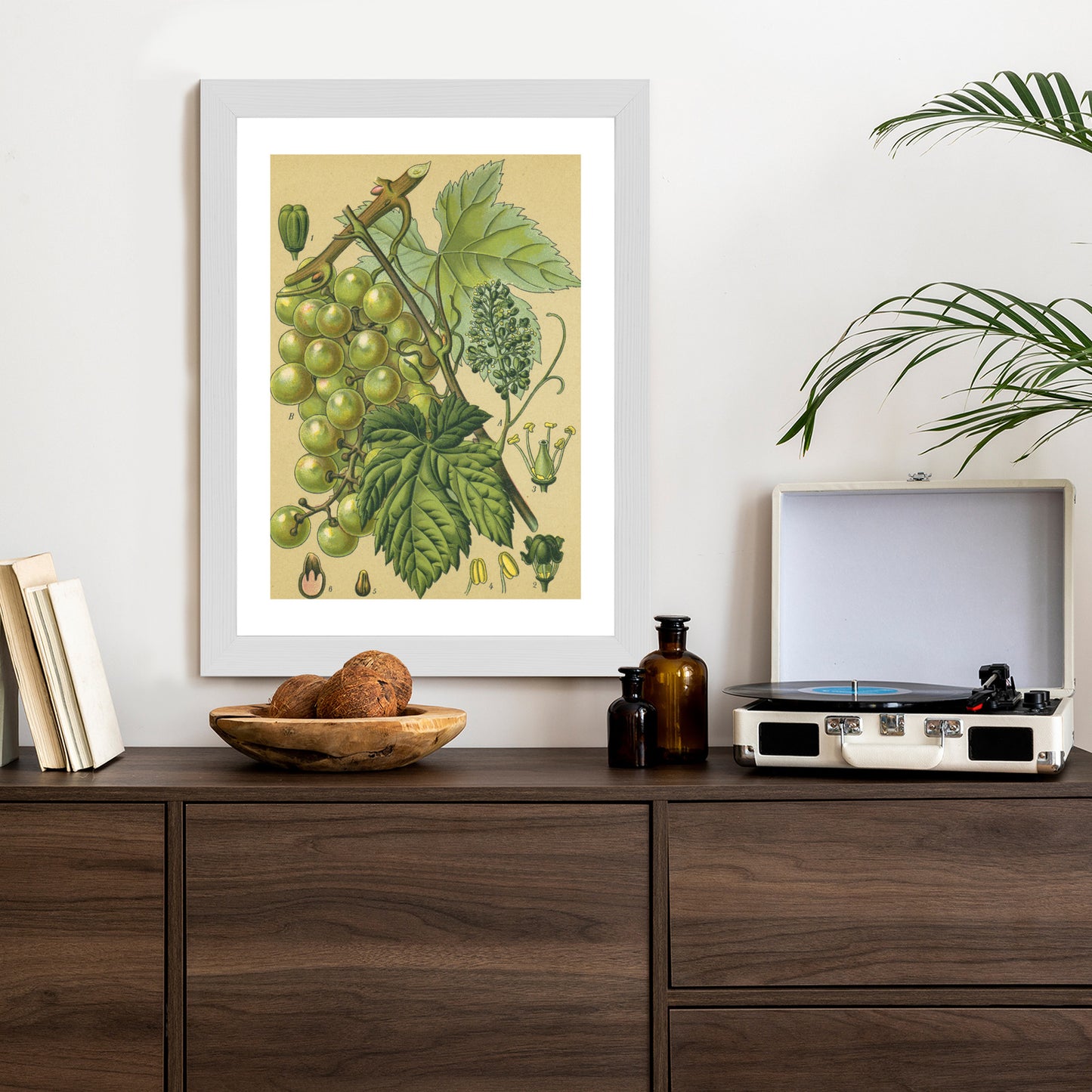 Poster Vintage Botanische Illustration Von Trauben Mit Blättern