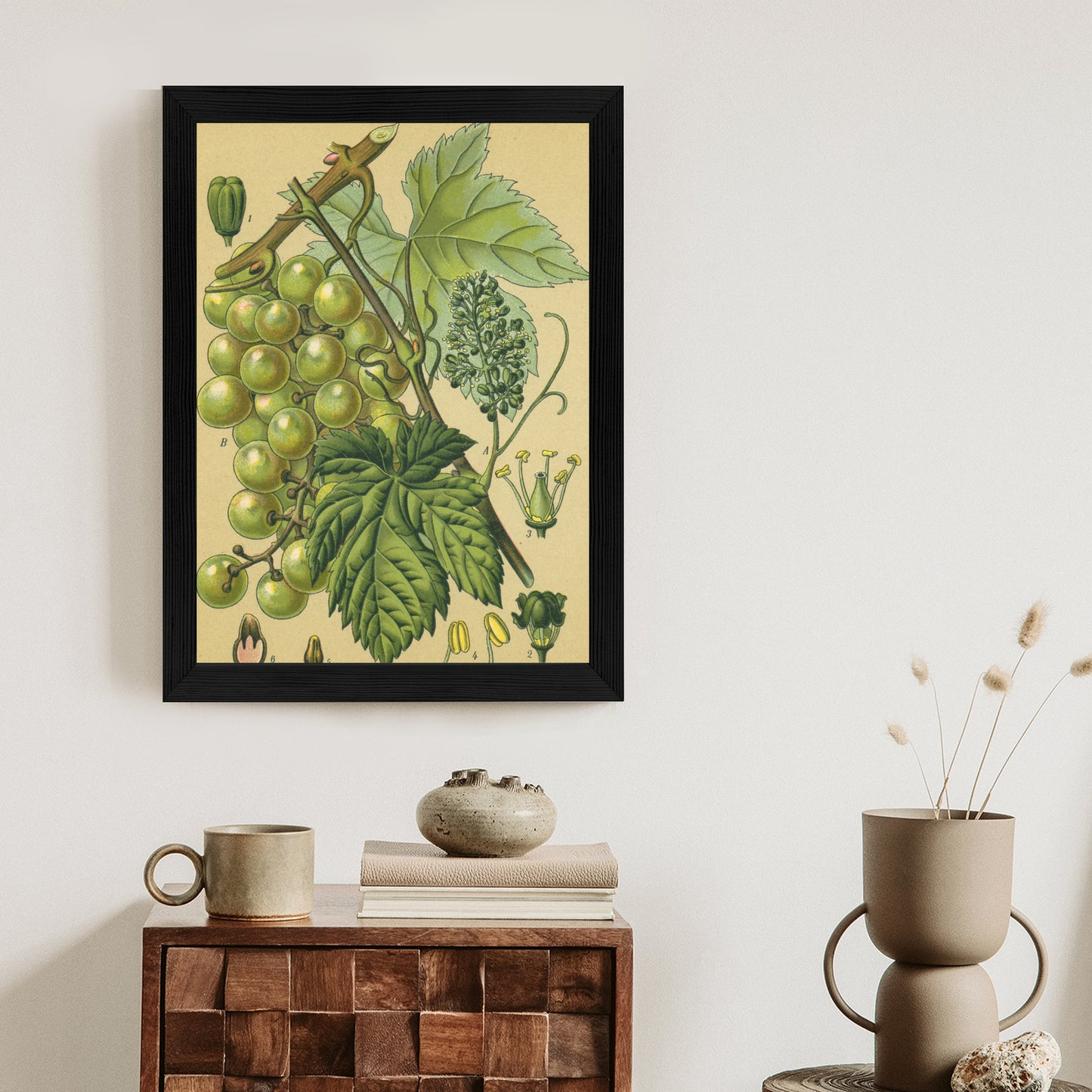 Poster Vintage Botanische Illustration Von Trauben Mit Blättern