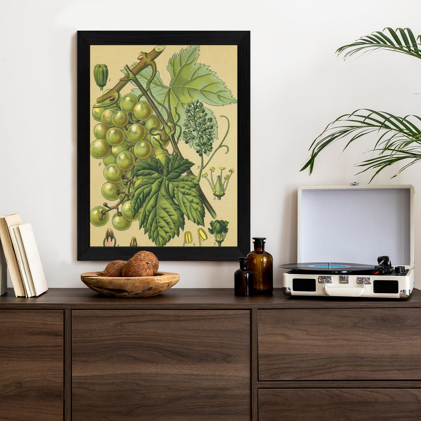 Poster Vintage Botanische Illustration Von Trauben Mit Blättern