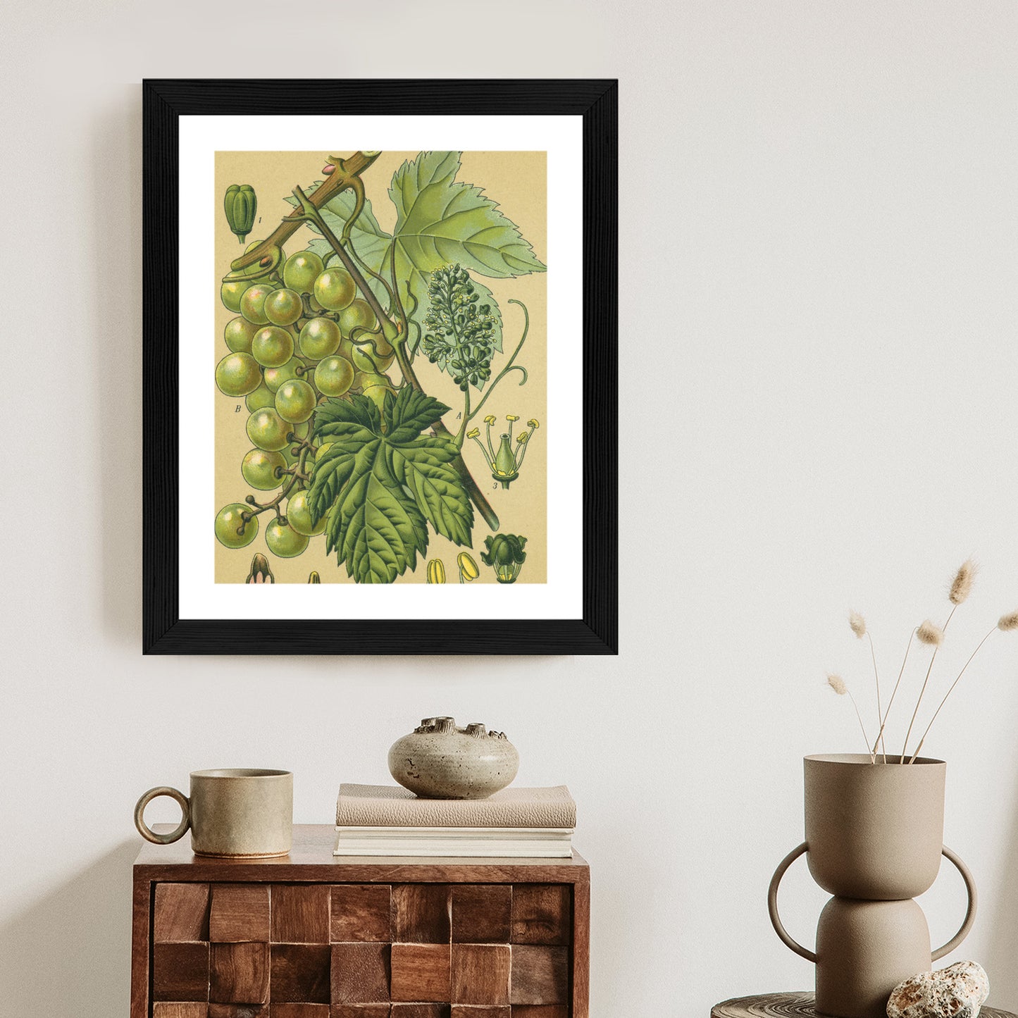 Poster Vintage Botanische Illustration Von Trauben Mit Blättern