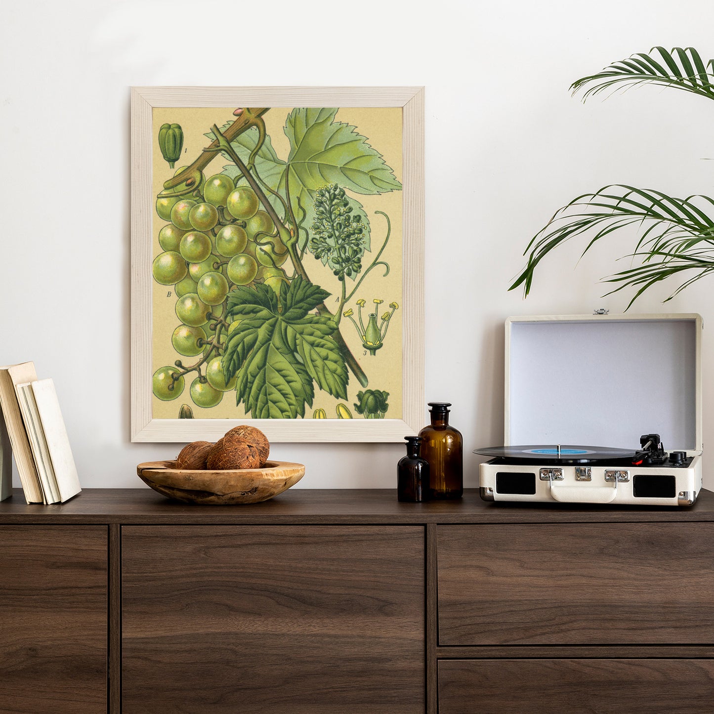 Poster Vintage Botanische Illustration Von Trauben Mit Blättern